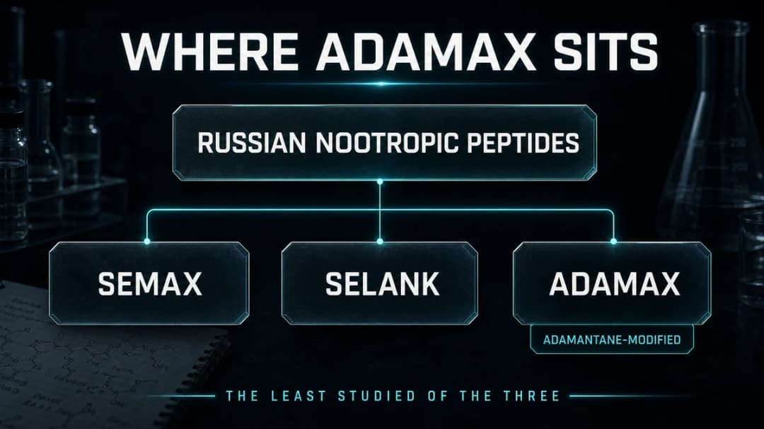 Diagram: where Adamax sits among nootropic peptides