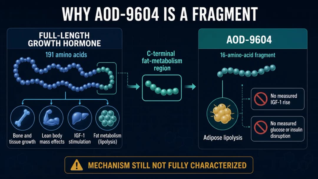 AOD-9604: Full-length growth hormone