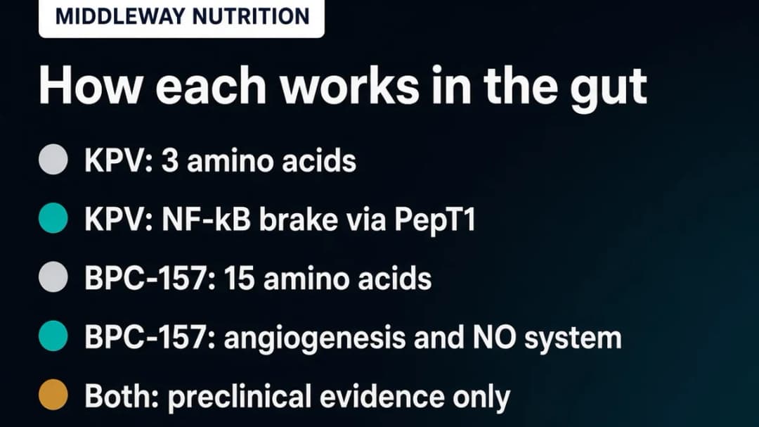 Comparison card: KPV vs BPC-157 mechanism in the gut