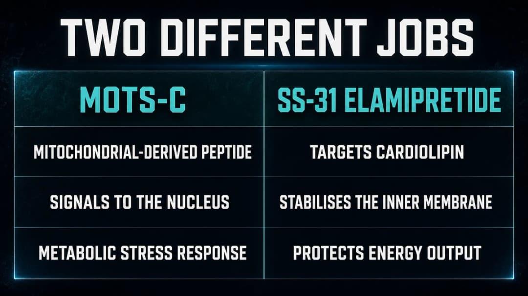 Comparison: MOTS-c and SS-31 do two different jobs