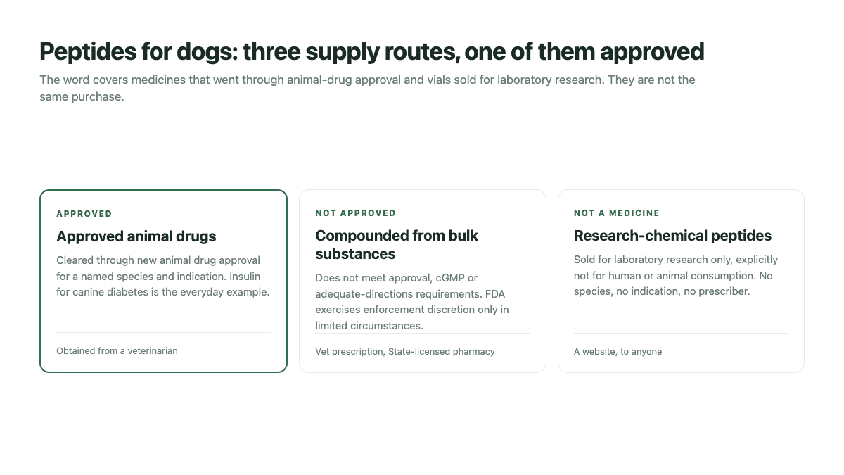 Peptides for Dogs: What Comes First, and What Is Actually Approved article visual