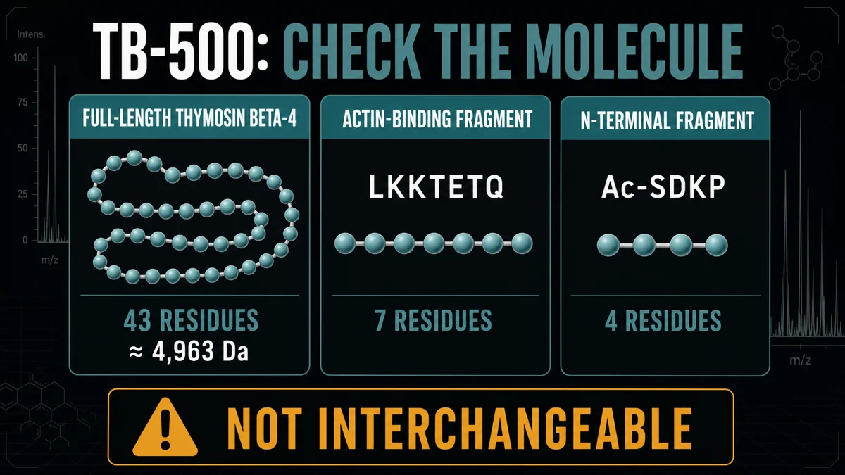 TB-500: Mechanism of action diagram