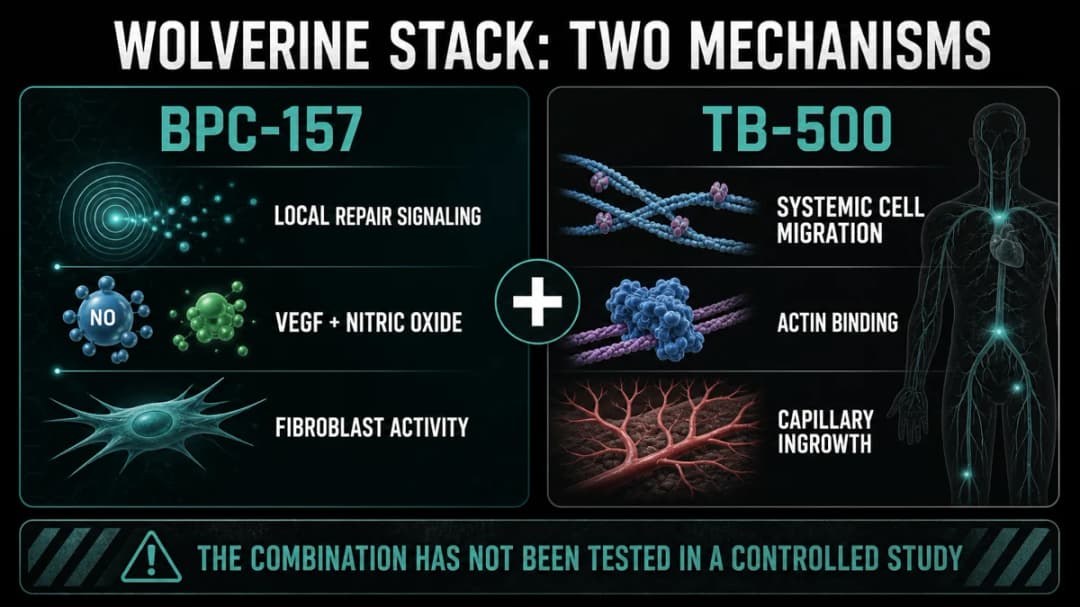 Wolverine Stack: Mechanism of action diagram